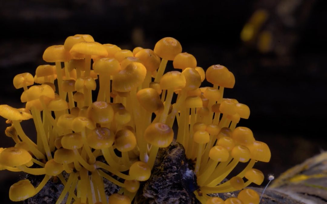 New Video and Goodies From the Fantastic Fungi People
